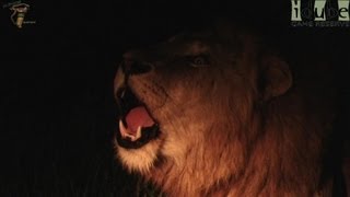 Male Lion Roars Fiercely At Night [upl. by Kyred]