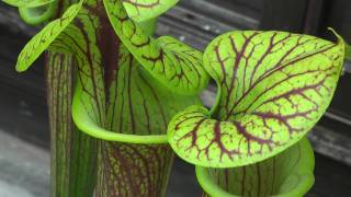 食虫植物 サラセニア Carnivorous Plant Sarracenia [upl. by Moreta]