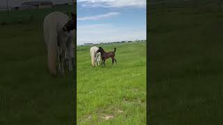 Poney à vendre  Pouliche connemara très chic  Vidéo 3  equirodicom [upl. by Nirb232]