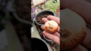 Tulip bulbs planting timebulbs tulips container containergardening zone9 florida garden [upl. by Geof635]