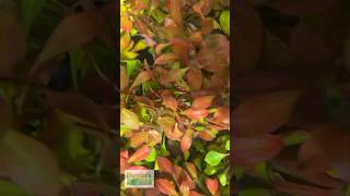 LUDWIGIA REPENS ABSOLUTELY STUNNING AQUARIUM PLANT [upl. by Nothgiel]