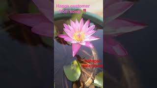 Its a very much hpy to c flowers frm d plants which i sent to my customers than flowers in my garden [upl. by Lowe]