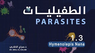 التحليلات \ المادة الوزارية  الطفيليات  \ المحاضرة الثانية 2024 \ Hymenolepis nana \ الجزء الاول [upl. by Abana284]