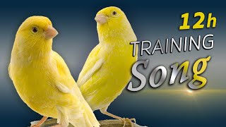 Canary 12h Singing  The Best Training Song [upl. by Tompkins]