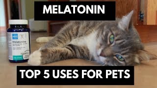 Melatonin Top 5 Uses For Dogs and Cats [upl. by Elyr90]