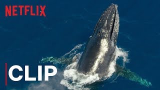 Our Planet  Humpback Whales  Clip  Netflix [upl. by Antonio881]