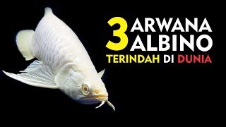 ARWANA SUPER LANGKA  3 JENIS ARWANA ALBINO TERINDAH DI DUNIA [upl. by Yseult456]