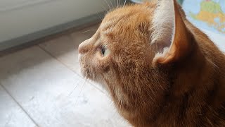 Cat spots two birds on the balcony [upl. by Uri]