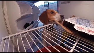 Beagle dog opens fridge and eats pizza [upl. by Tap]