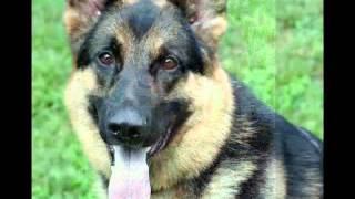 My German Shepherd Dog Eli 20022012  Chopin Mazurka Op 24 No 2 K Zimerman 1975 [upl. by Garth]