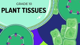 PLANT TISSUES  EASY to UNDERSTAND [upl. by Elisabetta254]