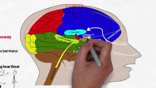 Your Brain on Stress and Anxiety [upl. by Canning]