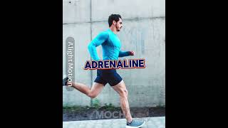 Adrenaline VS Flow state versusedit wisedit [upl. by Diahann100]