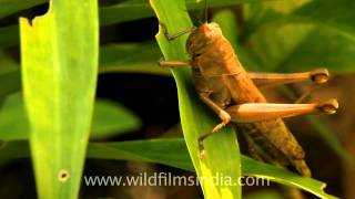 Grasshopper in Indonesia [upl. by Timotheus]