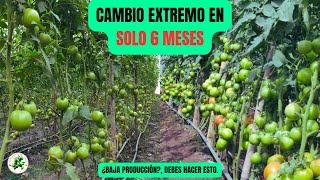 3 Formas de evitar perder en la agricultura en SOLO 6 MESES  Cultivo De TOMATES [upl. by Tolkan]