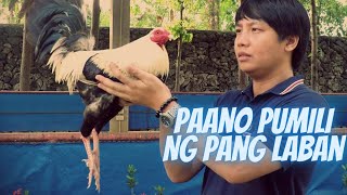 Paano Pumili ng Manok Panabong  Tips in Selection [upl. by Ogaitnas471]