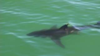 Great whites sharks near the cement ship in Aptos california [upl. by Barbie]