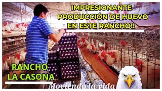 ASÍ ES UN RANCHO AVÍCOLA PRODUCTOR DE HUEVORANCHO LA CASONARANCHOS DE SINALOA [upl. by Almat]