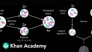 Allopatric and sympatric speciation  Biology  Khan Academy [upl. by Imena944]