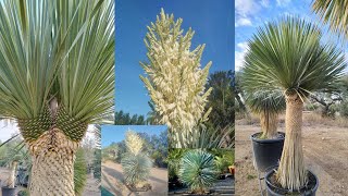 Yucca rostrata [upl. by Kellyann]