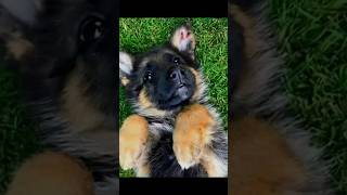 German shepherd growing video Cricket Mirzapur Bhojpuri SongsKids Poem viralCartoon viral [upl. by Sucitivel]