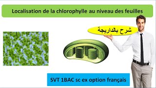 Les structures cellulaires renfermant la chlorophylle  le chloroplaste شرح بالداريجة [upl. by Norrv693]