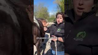 2 techniques pour mesurer la fréquence respiratoire de votre cheval  FR Version [upl. by Karissa]