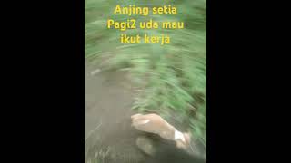 Anjing setiaanime youtubeshorts calmdown trending [upl. by Belak]