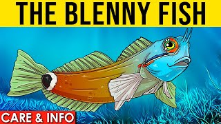 Blennies Info And Care  All About The Saltwater Blenny Fish [upl. by Paryavi351]