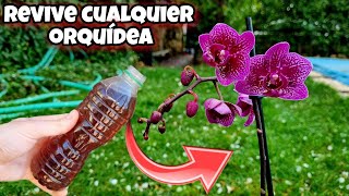 REVIVE CUALQUIER ORQUÍDEA con esto Abono Casero y Fertilizante natural para florecer Phalaenopsis [upl. by Marucci]