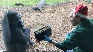 Monkeys Reaction to Music 😂Funniest Animal Videos [upl. by Cram29]