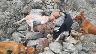 Podenco canario perro muy bueno trabajando en busca del conejo prueba de ellos en este majano Salu [upl. by Kamp]