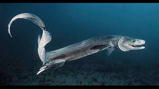 Frilled shark [upl. by Ahseele]