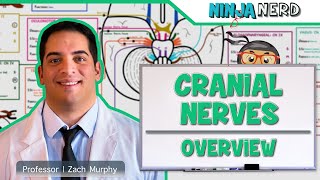 Neurology  Cranial Nerves Overview [upl. by Sidell]