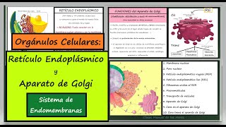 Retículo Endoplásmico y Aparato de Golgi Sistema de Endomembranas LA CÉLULA ORGÁNULOS CELULARES [upl. by Gordie]