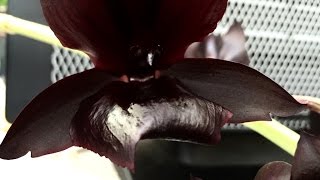 ORCHID CARE Monnierara Millenium Magic Witchcraft LARGE BLACK ORCHID IN FULL BLOOM [upl. by Learrsi710]