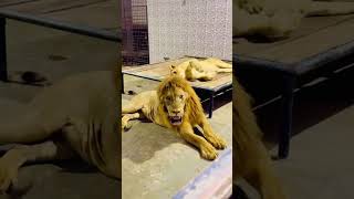 Lions Roaring Compilation [upl. by Ise]