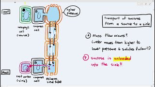 710 Transport in the Phloem from the Source to Sink Cambridge AS A Level Biology 9700 [upl. by Meredithe]