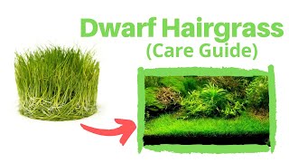 Dwarf Hairgrass Carpeting King [upl. by Aznecniv]