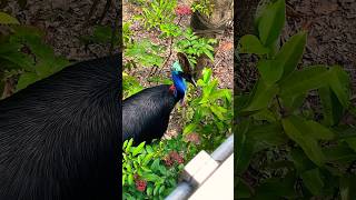 Southern Cassowary  Bird Paradise Singapore [upl. by Mack]