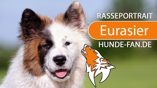 ► Eurasier 2023 Rasse Geschichte Aussehen Charakter Erziehung Haltung amp Krankheiten [upl. by Pet]