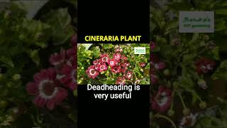 Cineraria plant care Fertilizer amp Deadheading in Cineraria shorts cineraria floweringplants [upl. by Ivana]