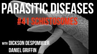 Parasitic Diseases Lectures 41 Schistosomes [upl. by Aicrag]