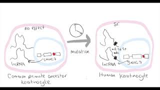 Video synopsis snoRNA Host Gene long noncoding RNA affects cell fate control EMBO Journal [upl. by Ahsenet]