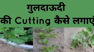 कैसे लगाए गुलदाऊदी की कटिंग। गुलदाऊदी की कटिंग कैसे लगाएं। how to grow guldaudi plant from cutting। [upl. by Shaffer21]