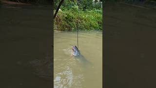 Unbelievable Stump Hook Challenge Fishing Videofishfishvideoshorts [upl. by Esille]