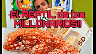 REPTIL para MILLONARIOS Y mas reptiles nuevos que nos han llegado 🦖🐍🐉 [upl. by Maible]