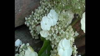 Hortensia grimpant Seemanii by clematitenet  Spécialiste des plantes de jardin [upl. by Aleil722]