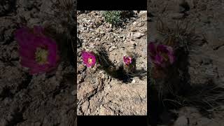 🏜️Cactus🏜️ Echinocereus Engelmannii Arizona California Nevada Utah Mexico [upl. by Ishmul852]