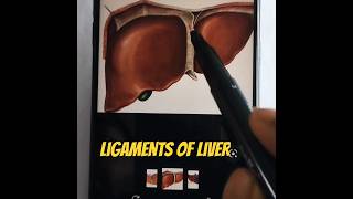 Ligaments Of Liver ✍️ Liver Ligaments 🔥♥️ liver biology rahul [upl. by Pinkerton]